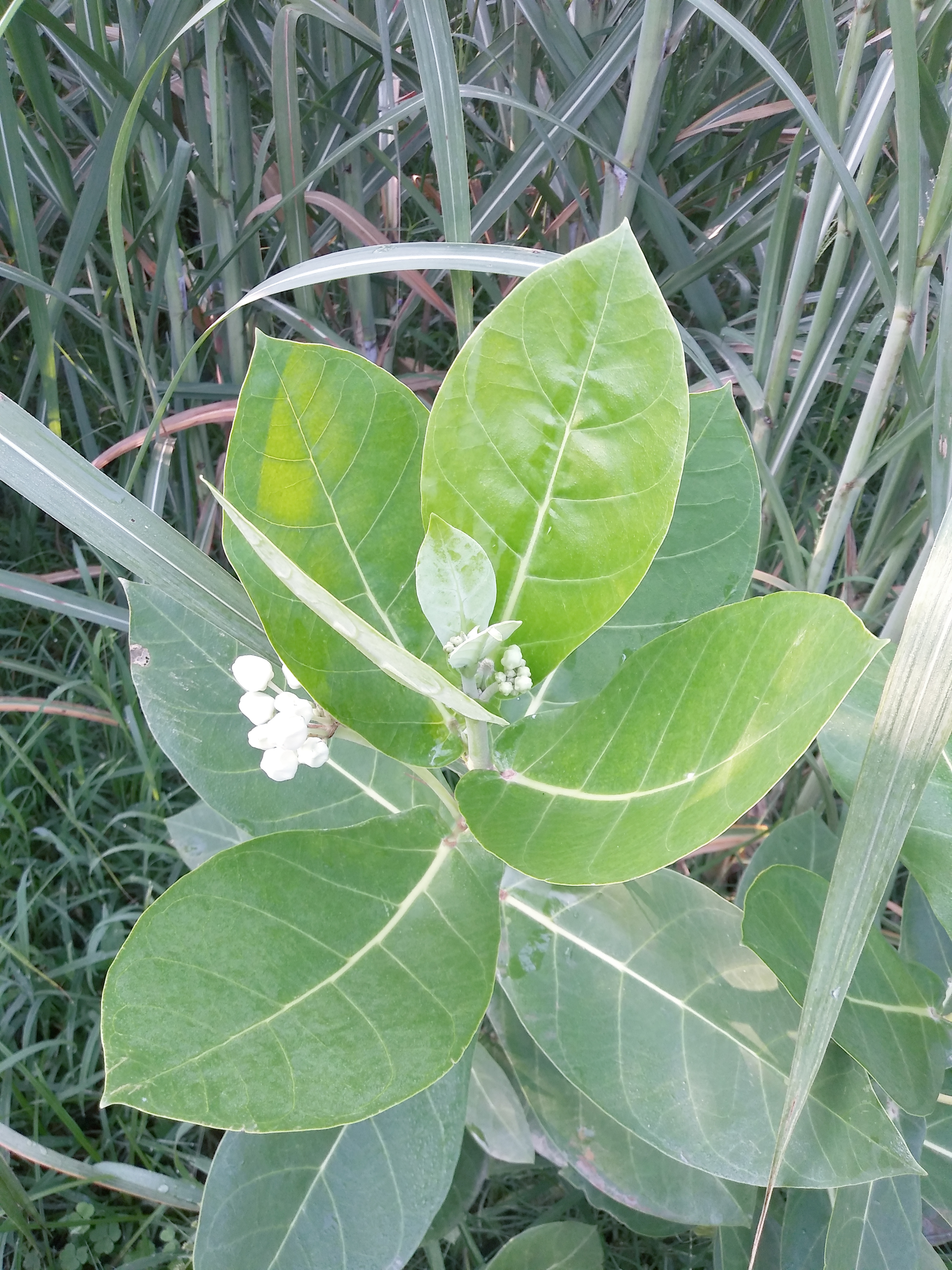 20190721_072143.jpg