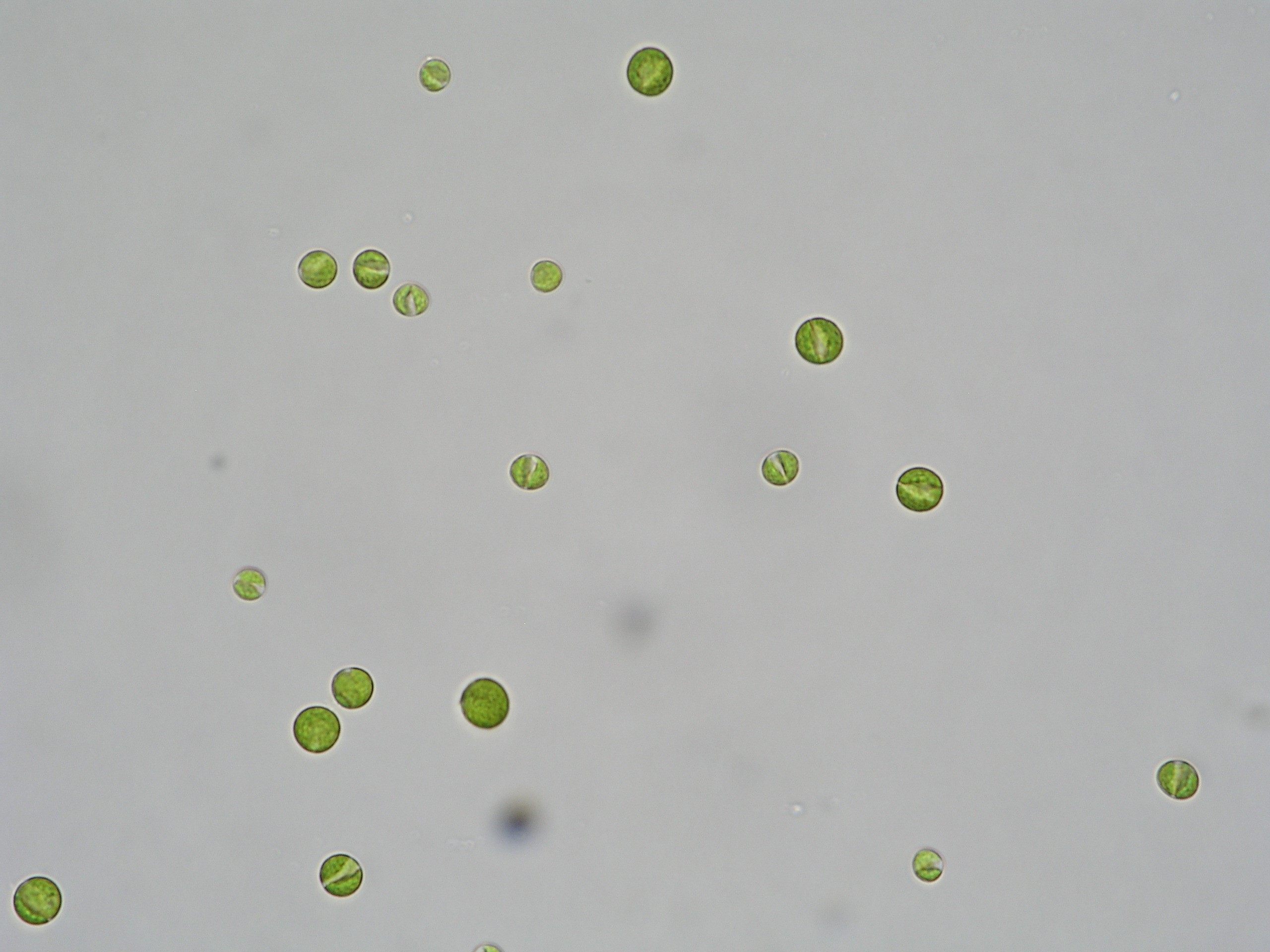 Trachydiscus minutus.jpg