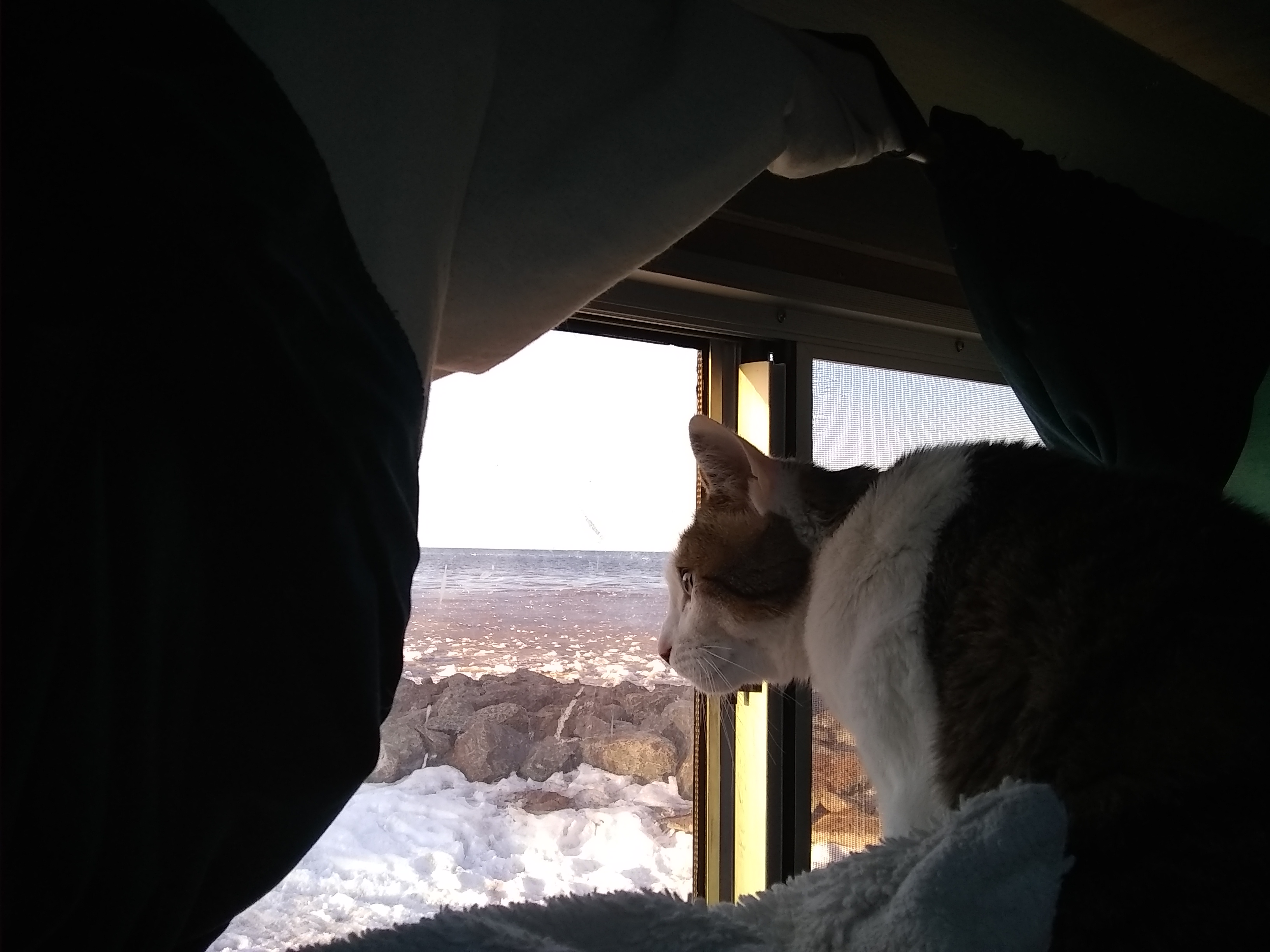 Catlife 48.jpg