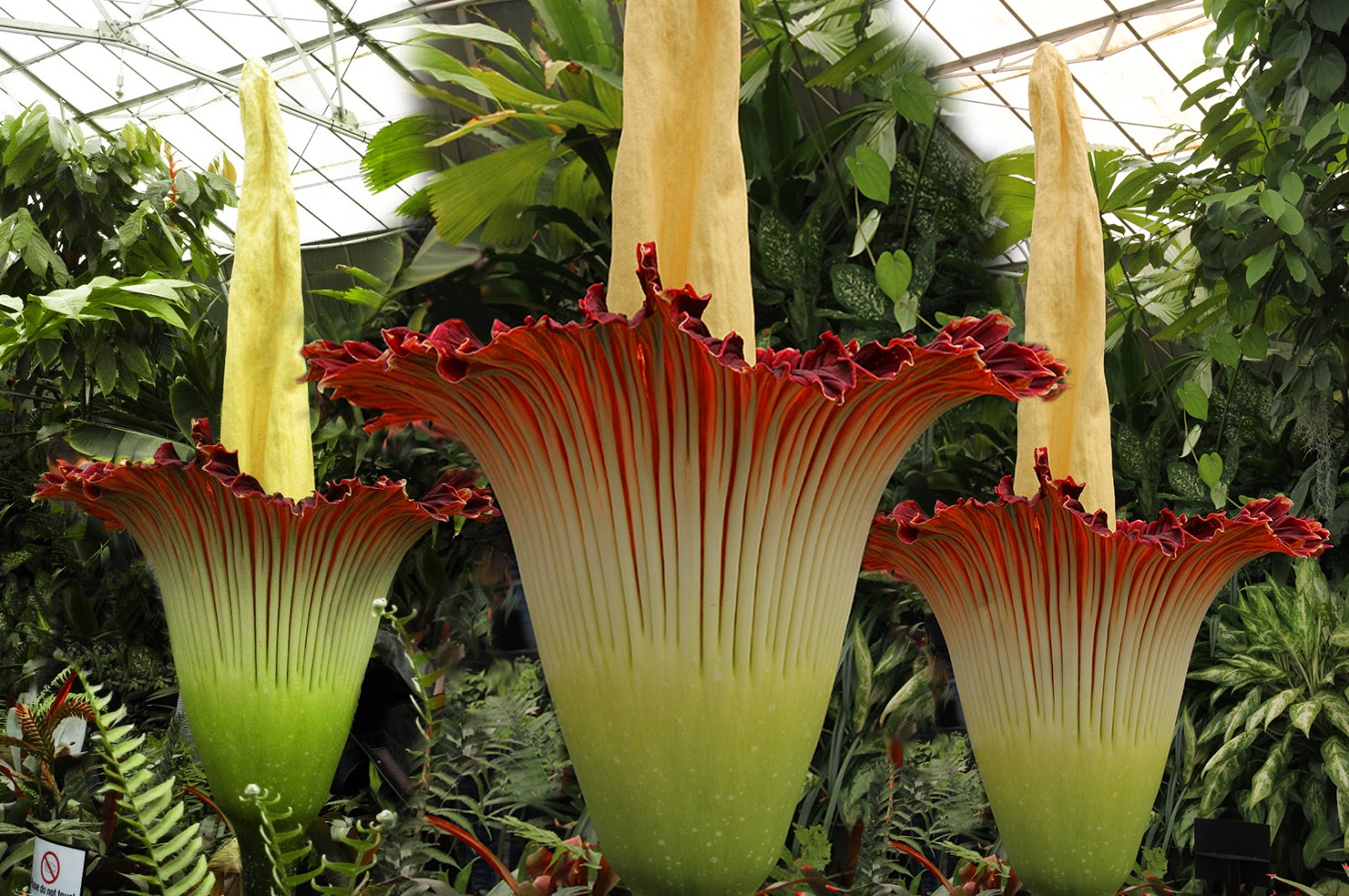 Очень интересные растения в мире. Аморфофаллус титанический. Аморфофаллус титанический цветок. Титан Арум. Аморфофаллус титанический (Трупная Лилия).