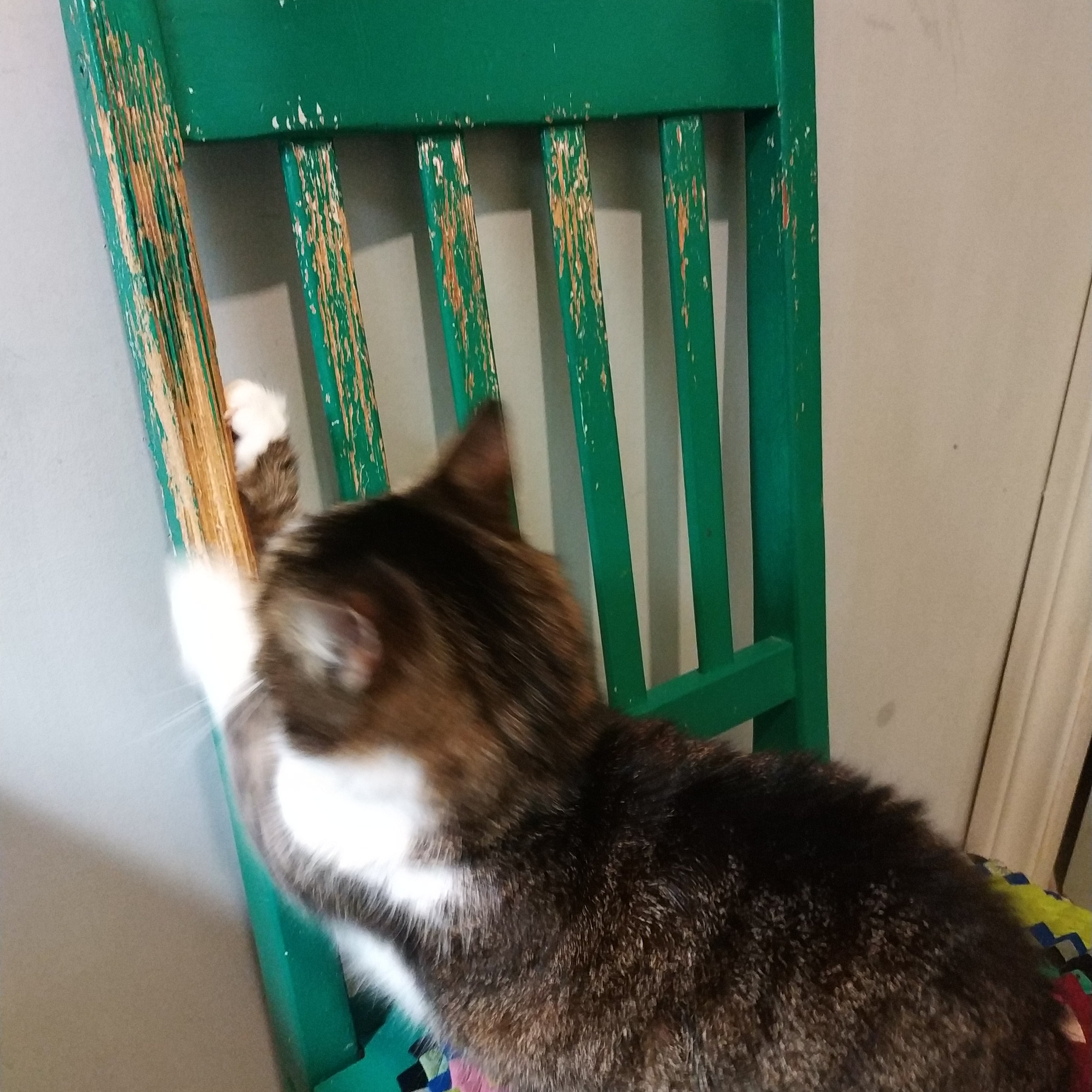 Art of cat Mushu and creative process.