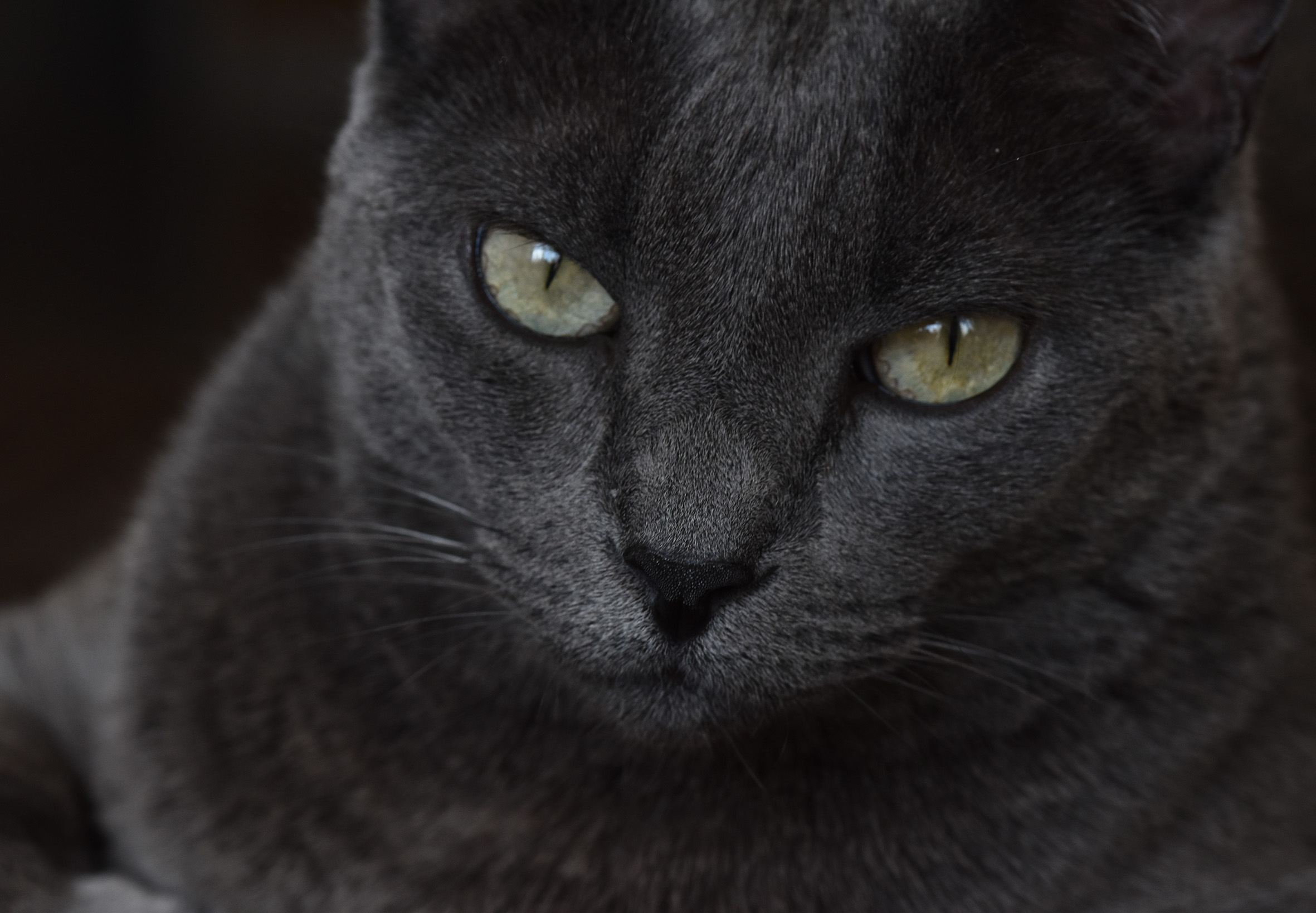 Suzi face.jpg