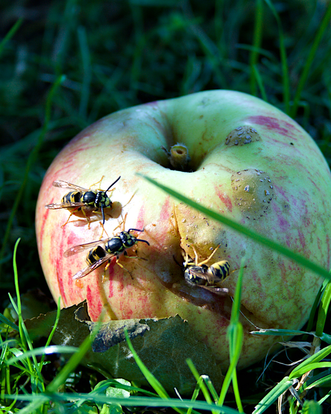 wasps on windfall apple