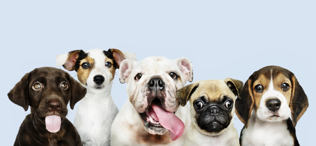 retrato-grupo-adorables-cachorros_53876-64778.jpg