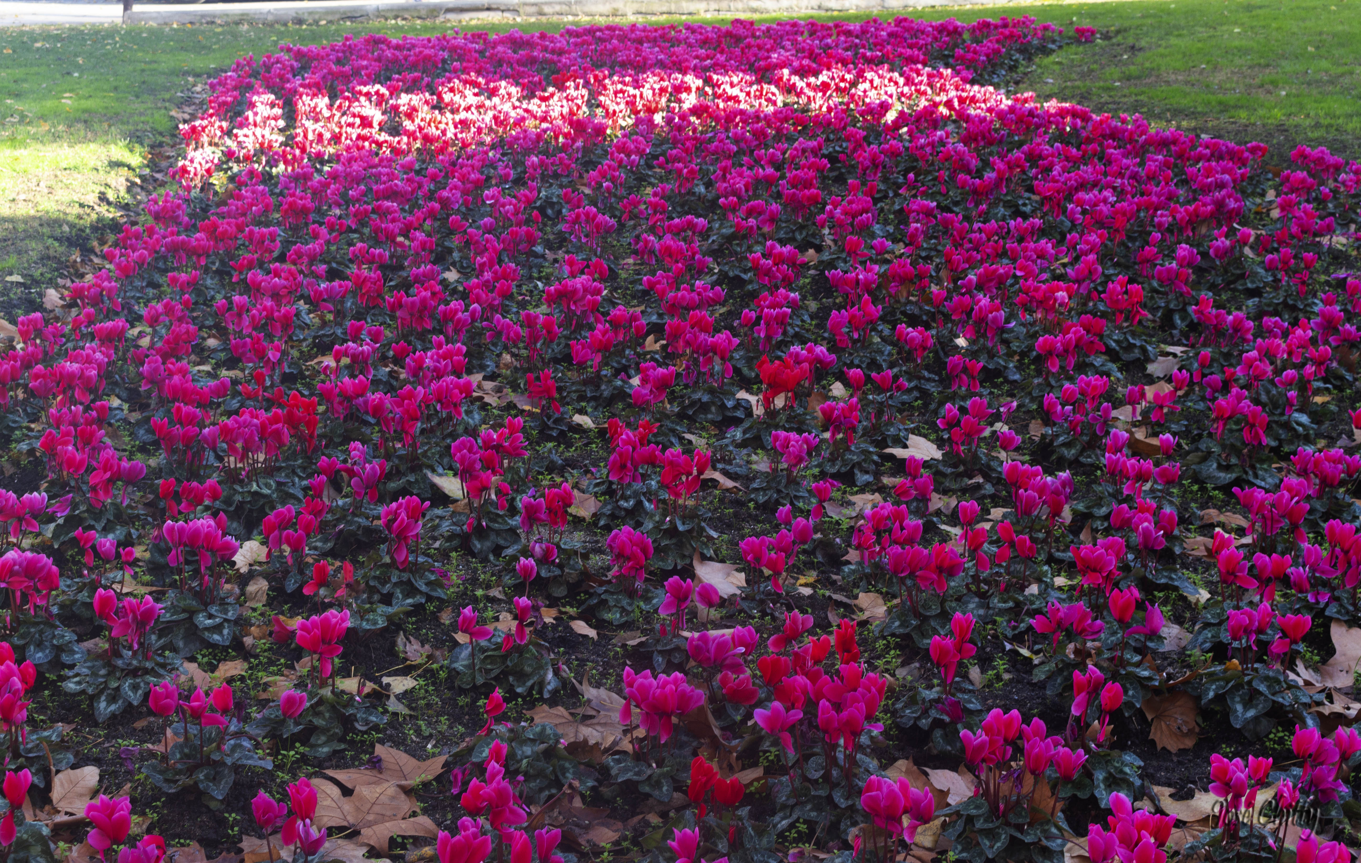 pink-flowers1.jpg