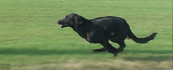 Y9W1.gif