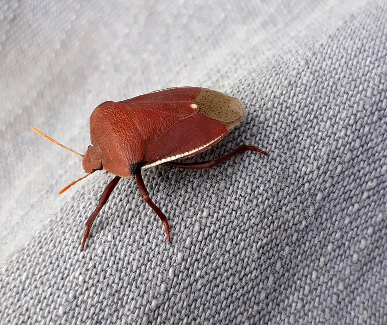 stinkbug.jpg