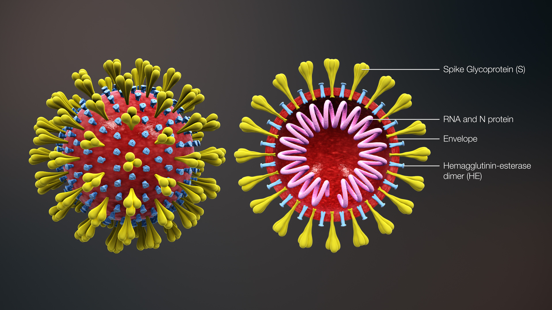 Coronavirus 3D Presentation.jpg