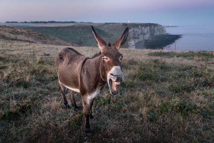 etretat-4506073__480.jpg