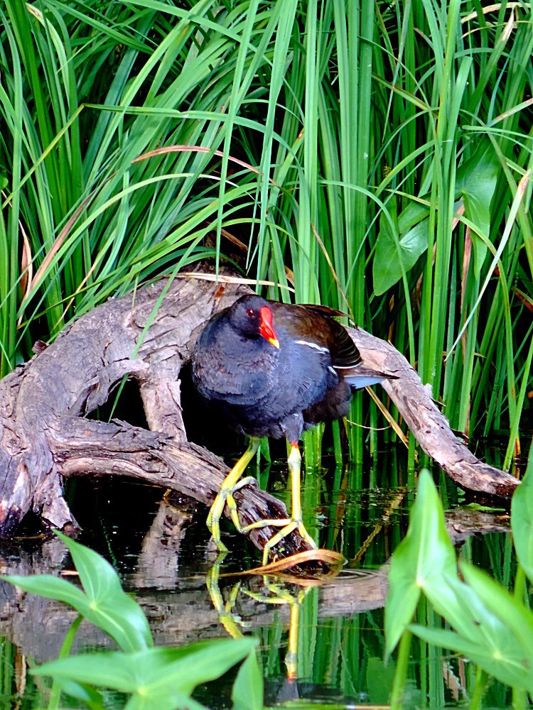 Птица на болоте страшный. Козодой китоглав. Китоглав птица птенцы. Птицы над болотом. Птица на болоте страшный.