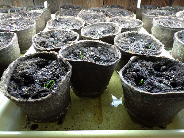 Onion seedlings up2 crop March 2020.jpg