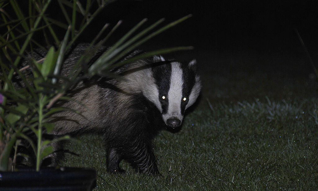 1024px-Badger_in_the_dark_with_reflecting_eyes.jpg