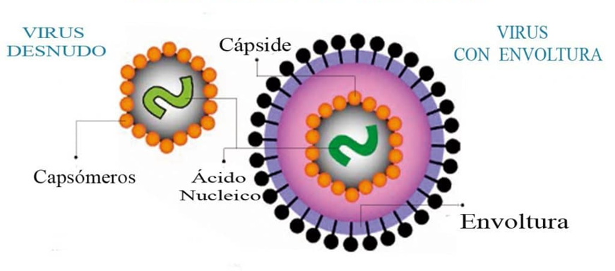 (estructura del virus.png