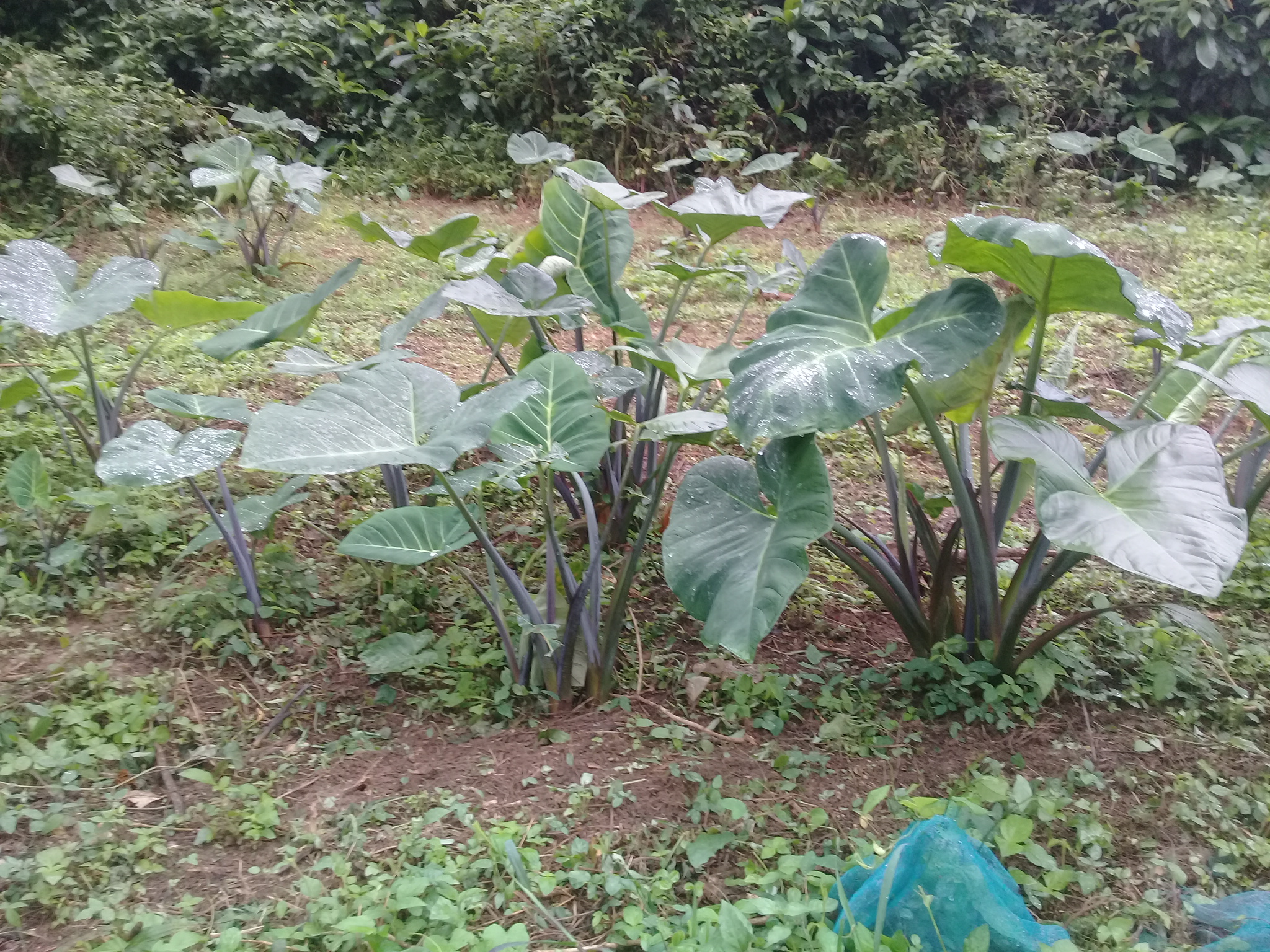 20180721_074444.jpg