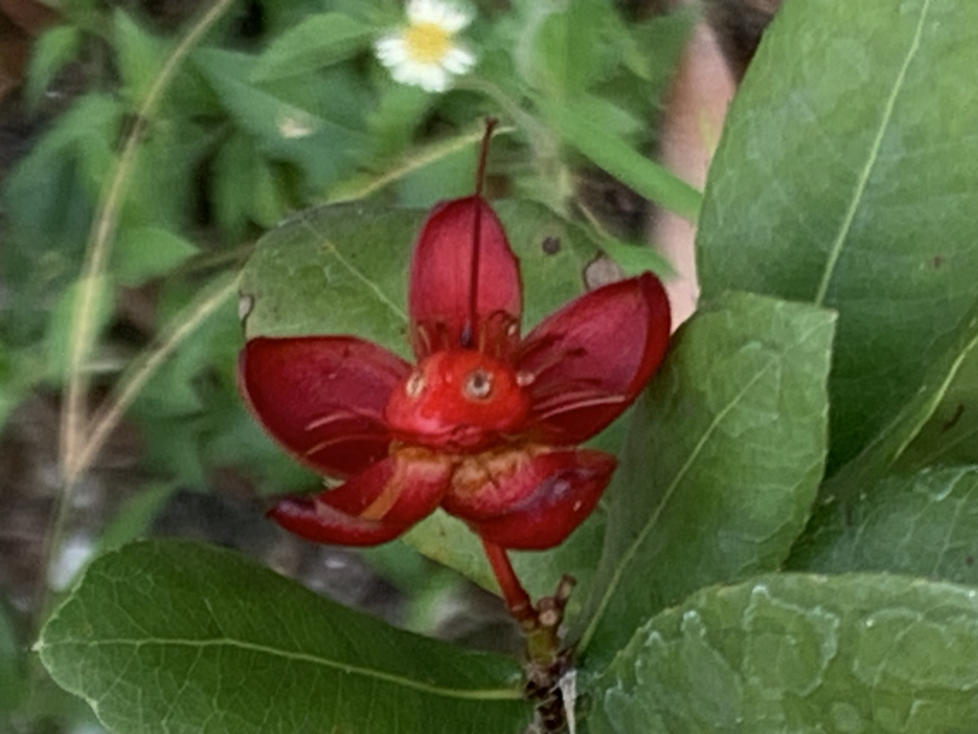 Mickey Mouse Plant1.jpg