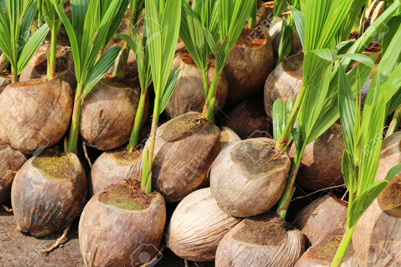 HOW TO GROW COCONUT PALM TREES  Steemit