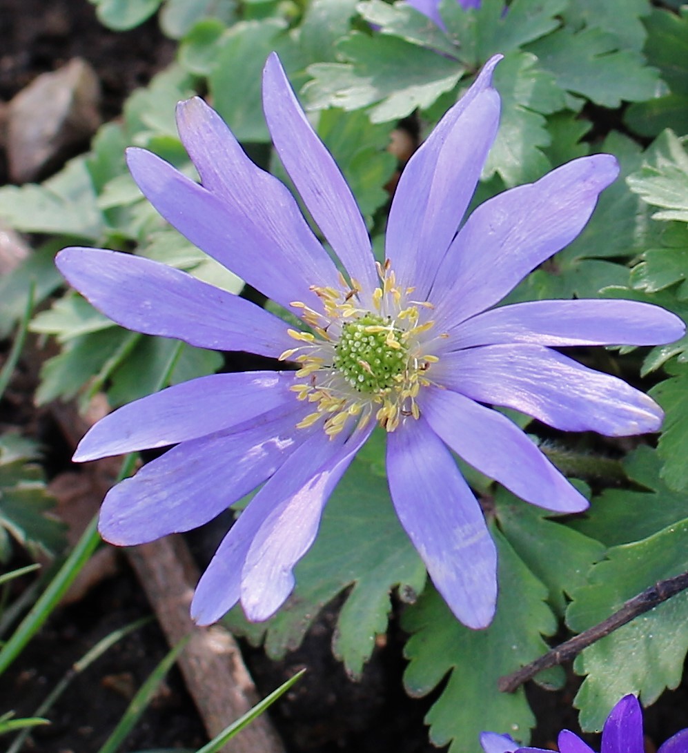 flower.jpg