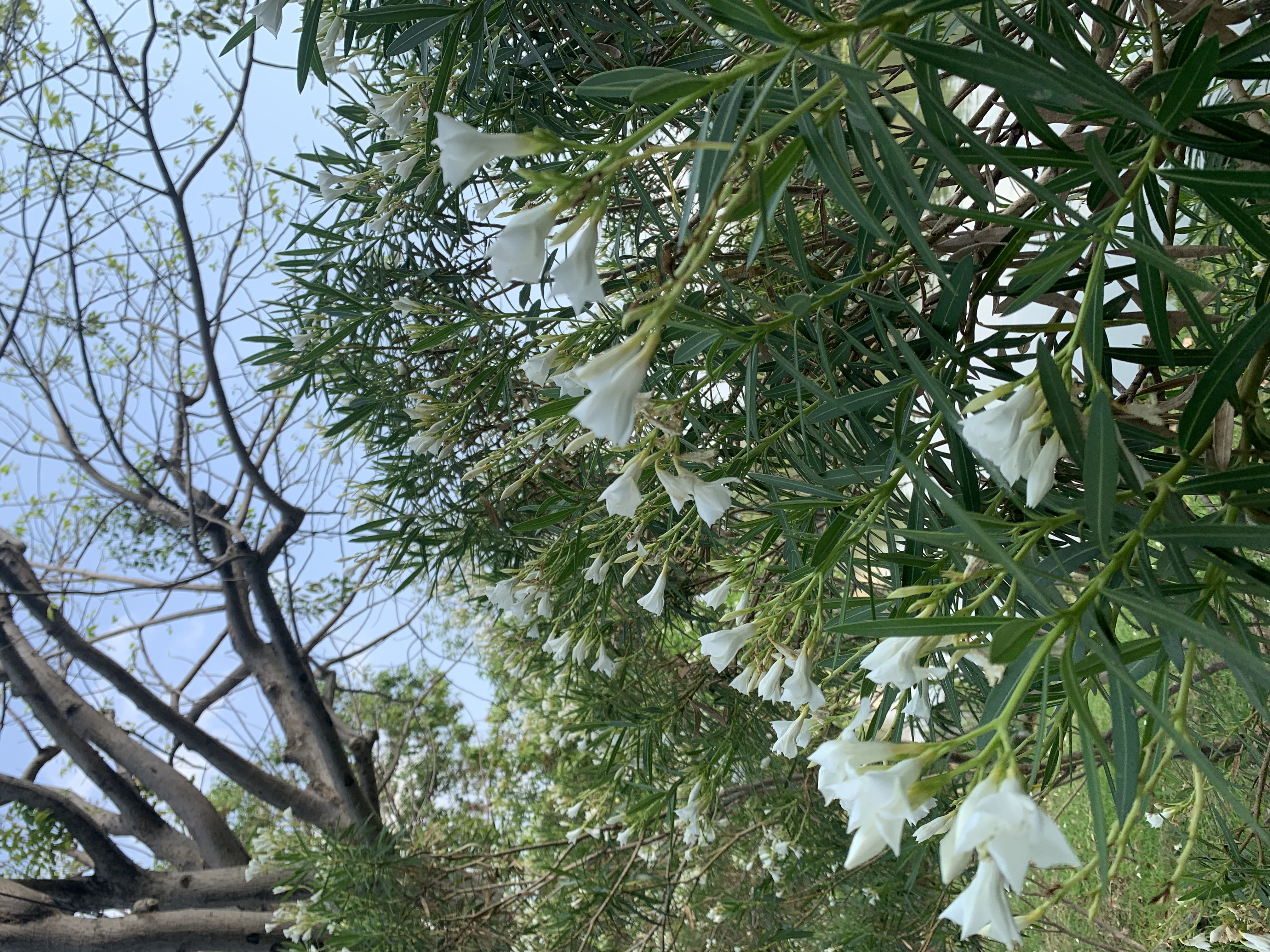 Suan Rot Fai412.jpg