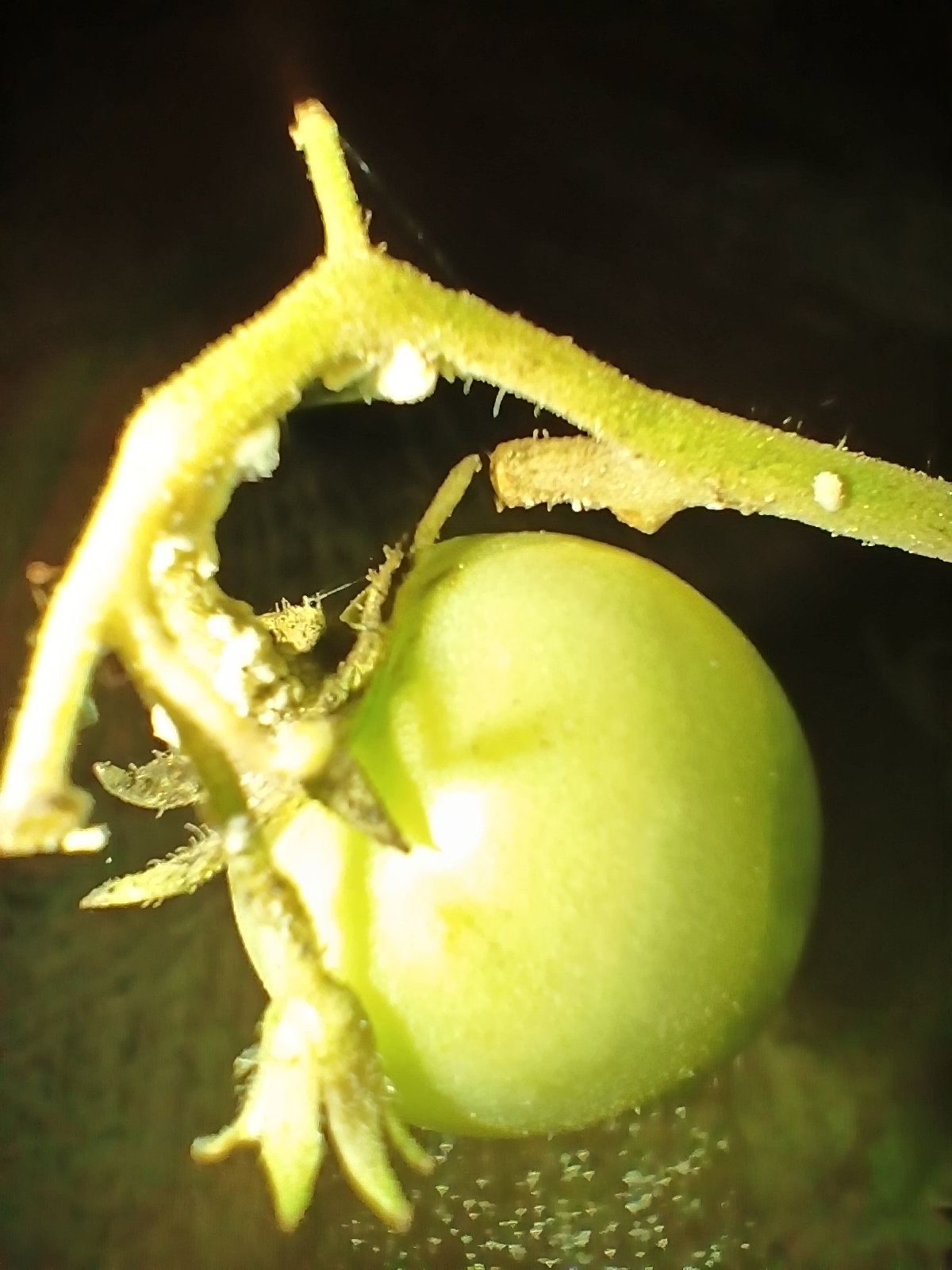 1001032440.jpg