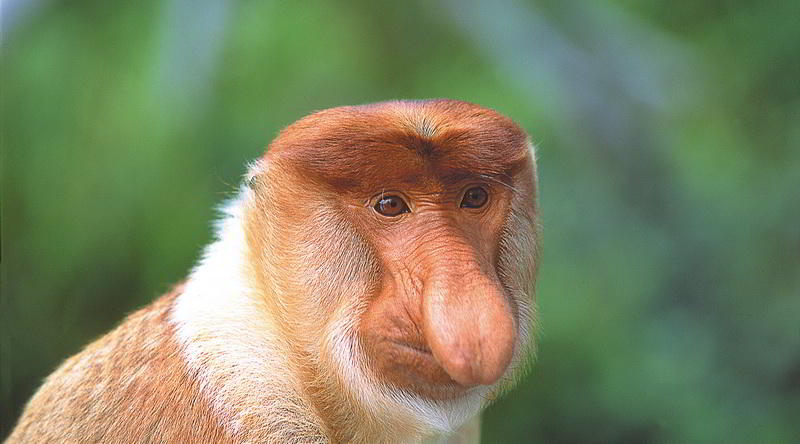marviman