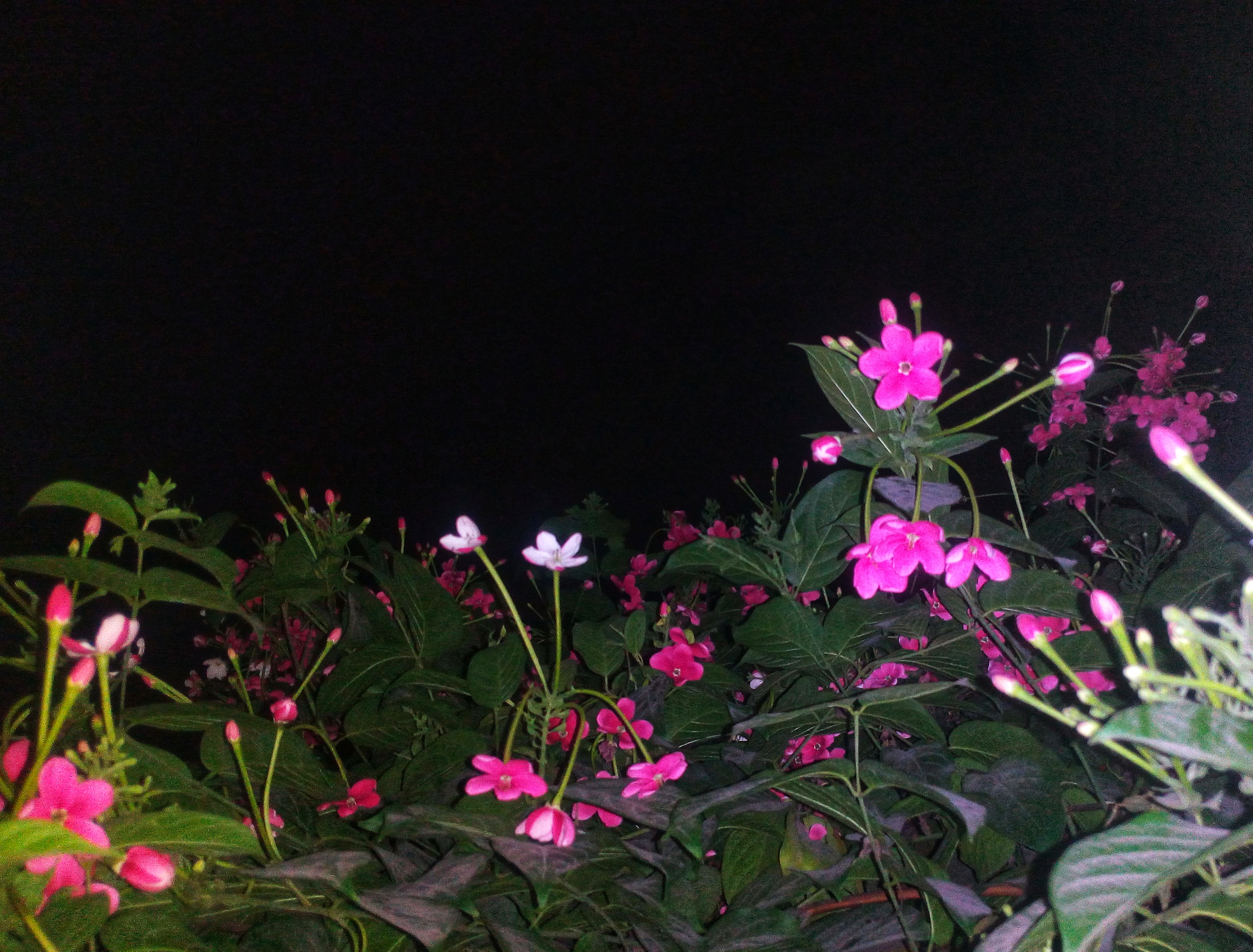 IMG_20160425_210451-01.jpeg