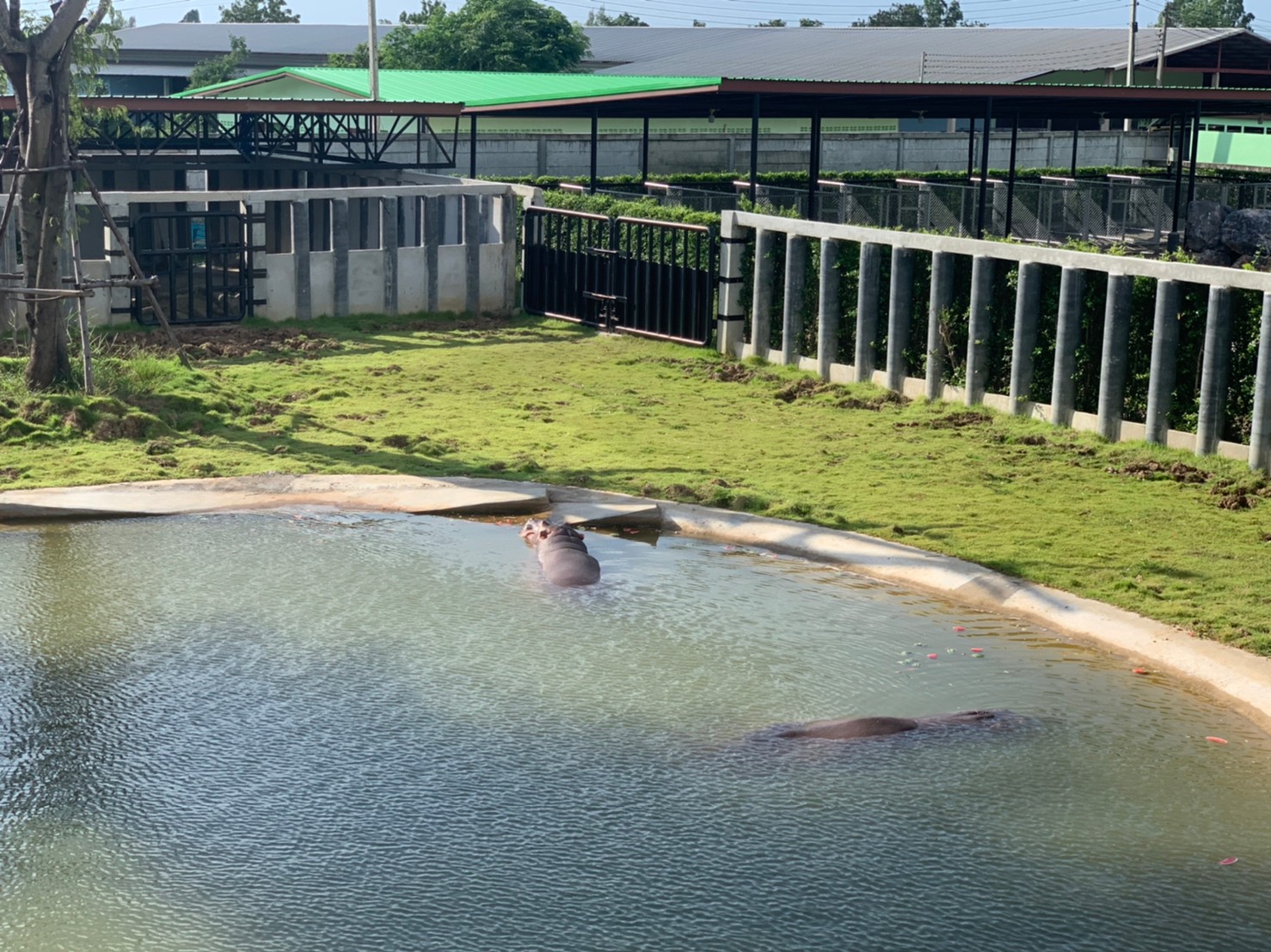 Sriayutthaya Lion Park5.jpg