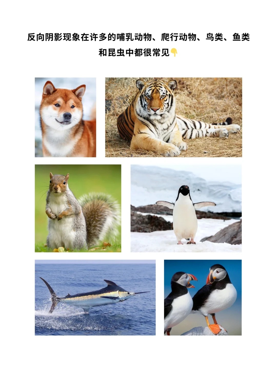 科普一分钟_ 动物长这样究竟是谁“规定”的❓_2.jpg