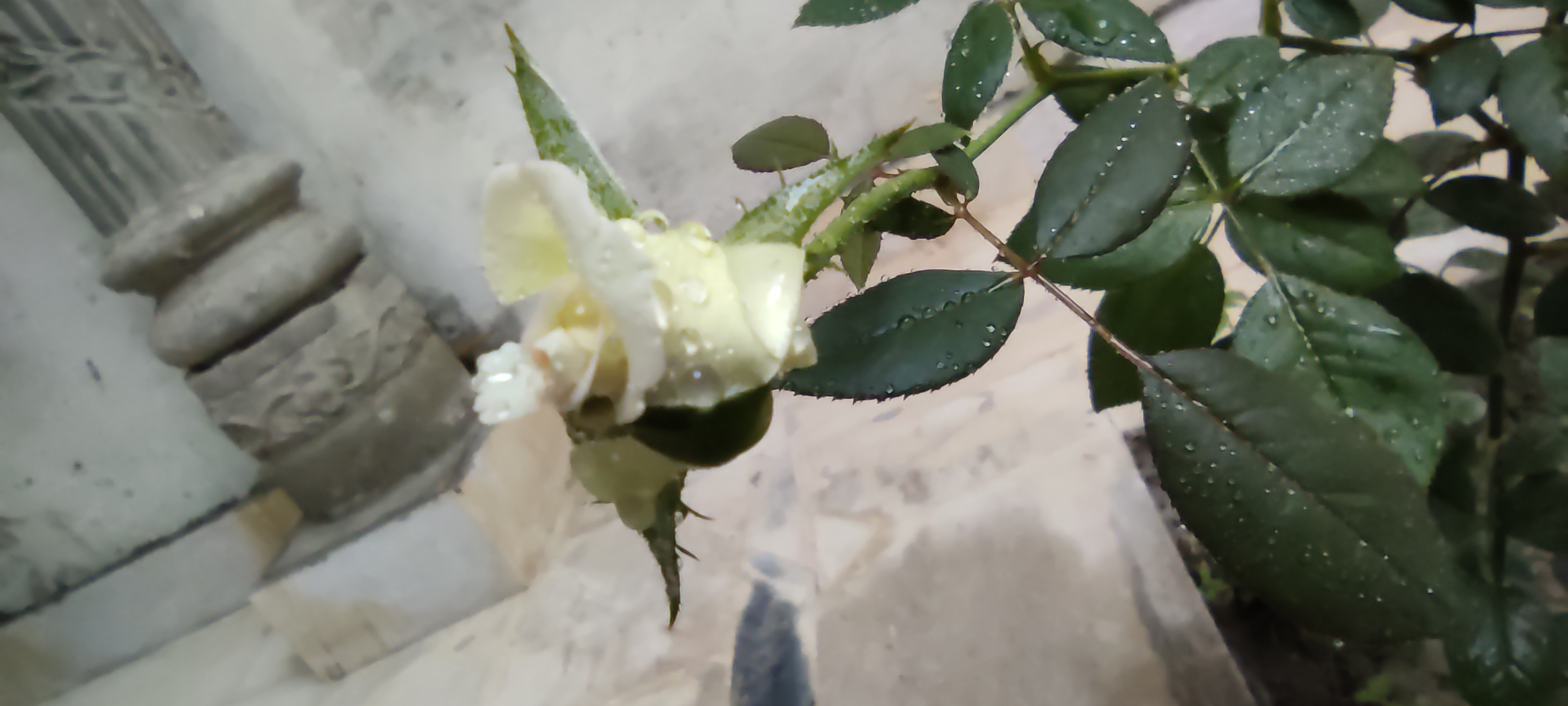 IMG_20210520_182043_1.jpg
