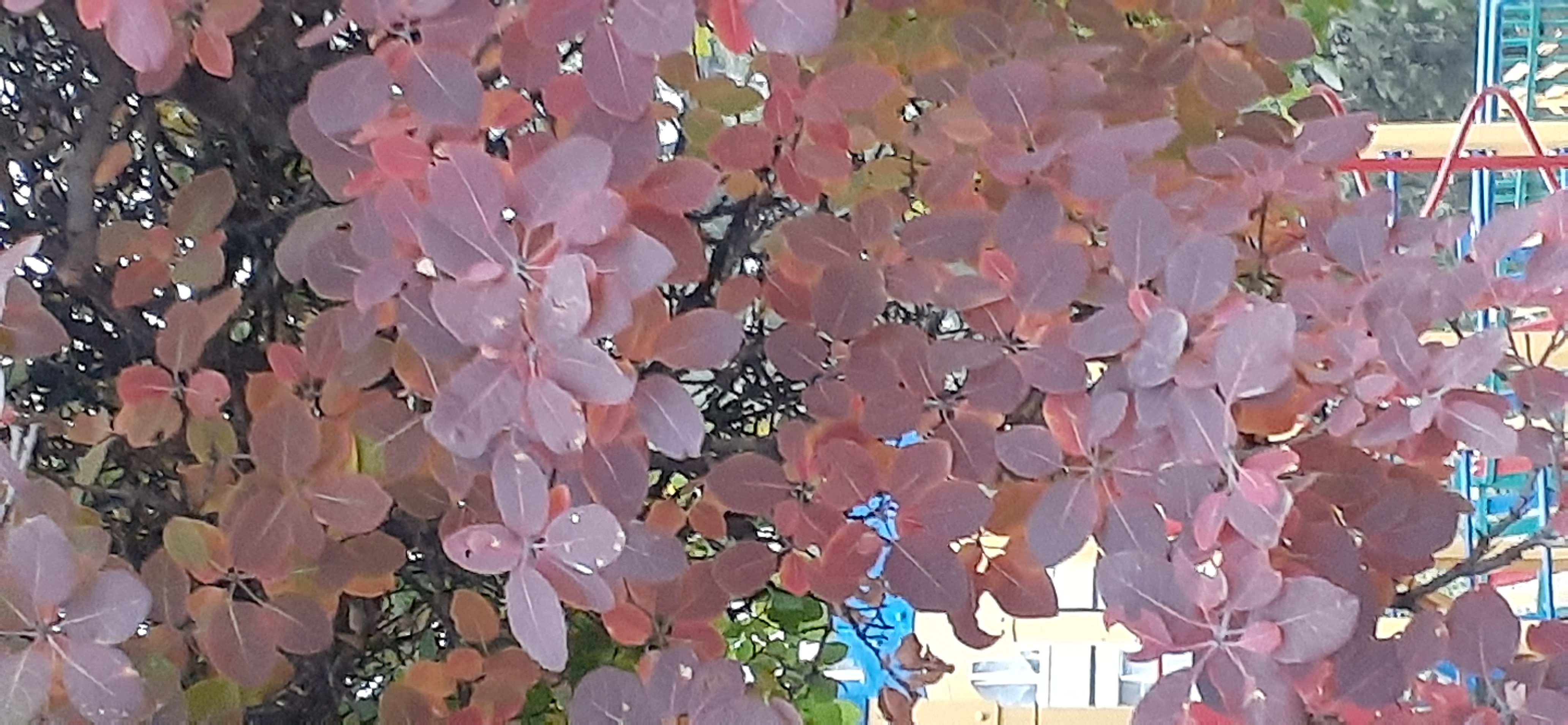 20201031_145909.jpg