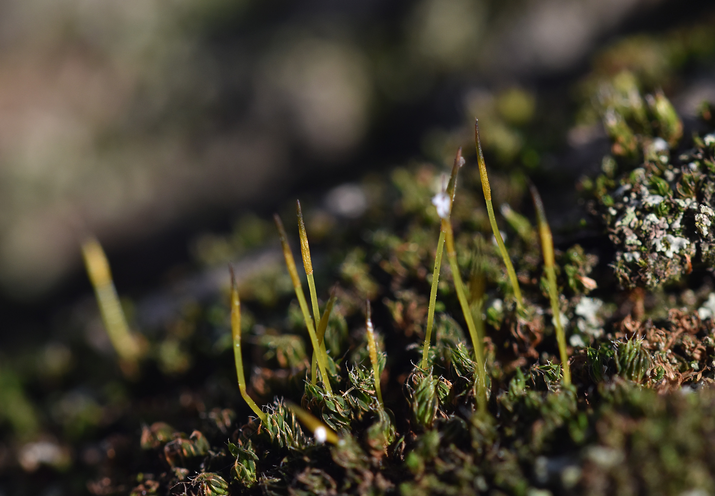 moss olive tree 5.jpg