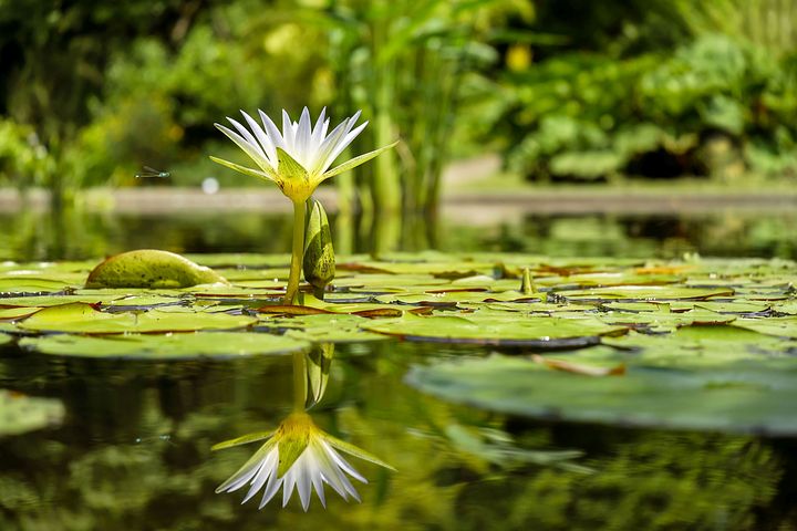 water-lily-1857350__480.jpg