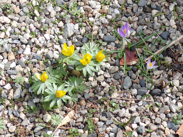 Mt. Holyoke - aconite and snow crocus crop March 2020.jpg