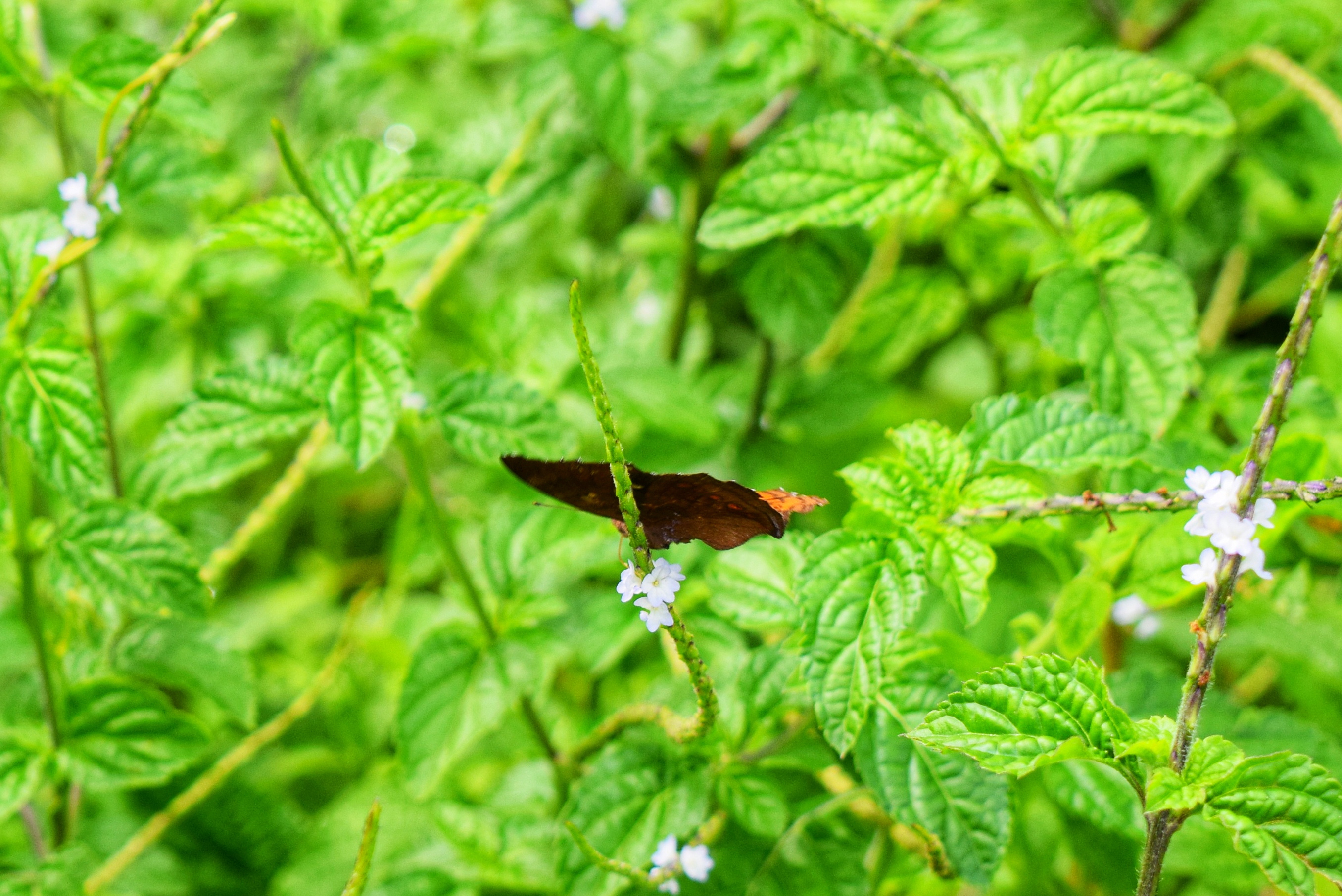 DSC_1327-01.jpeg