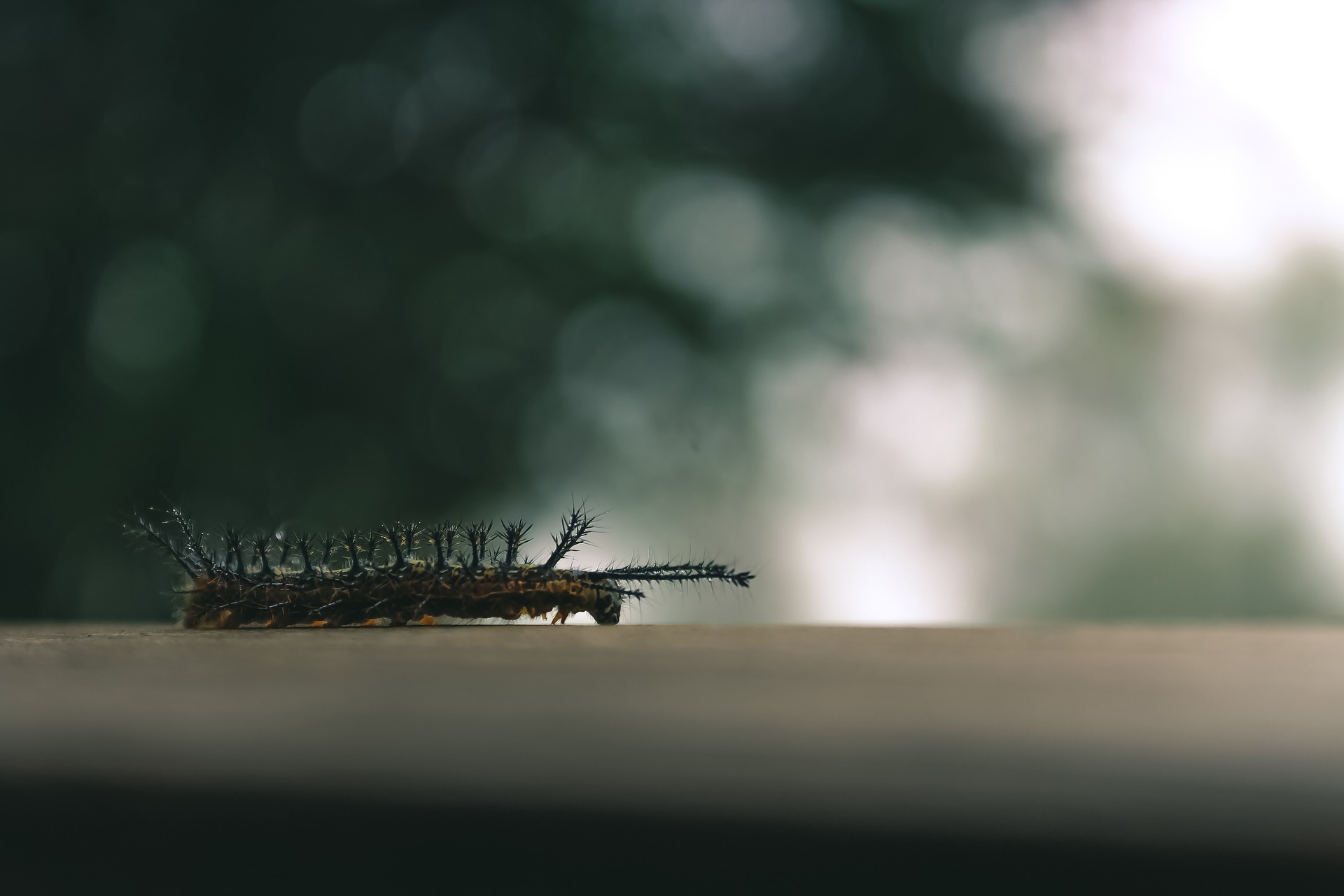 bniique-bug-5248662_1920.jpg
