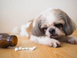 Pet Pain Management Drugs.jpg