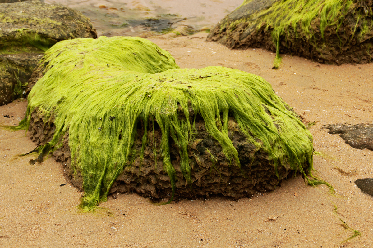 dornoch5.png
