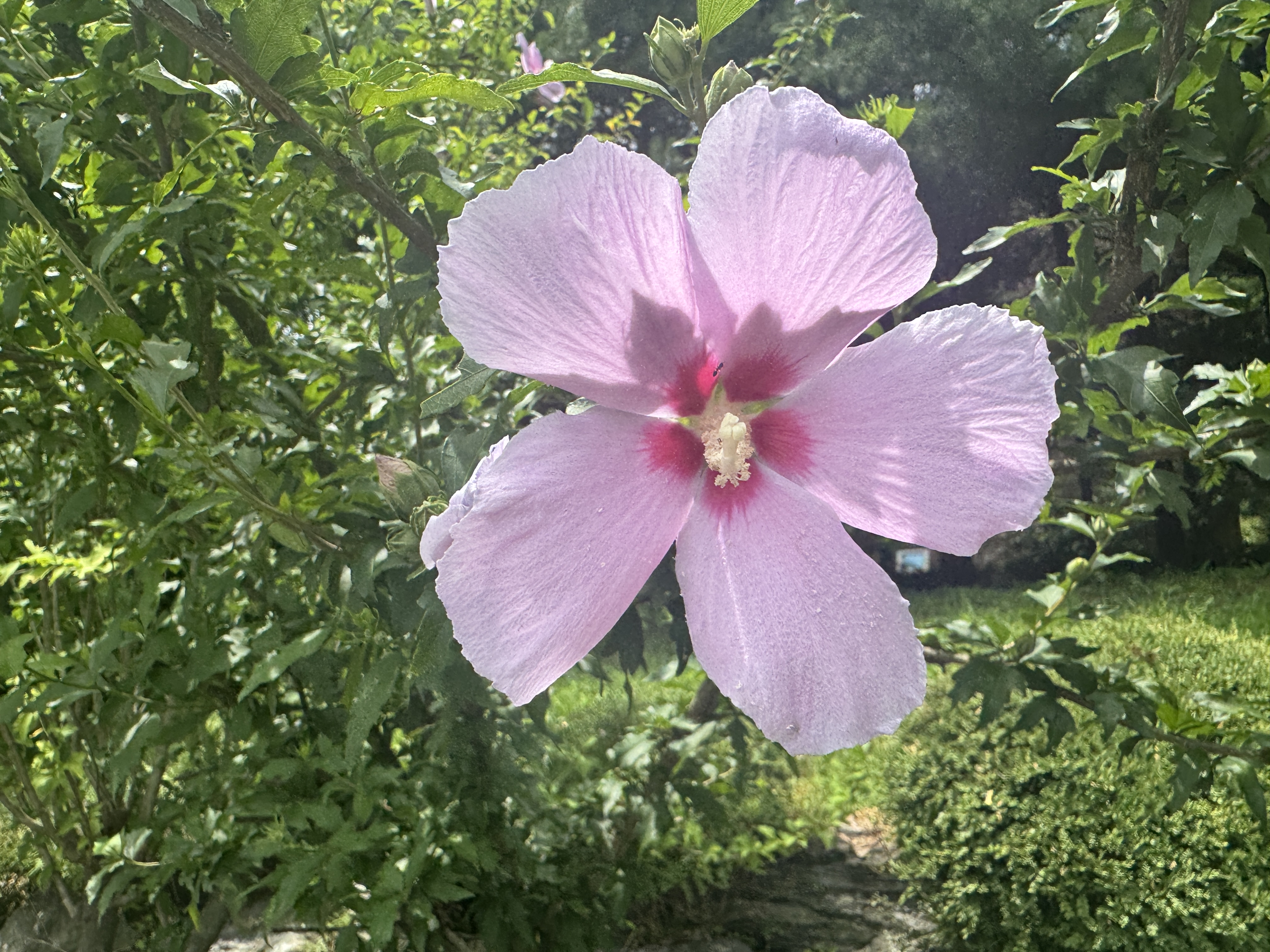 IMG_1883.jpeg