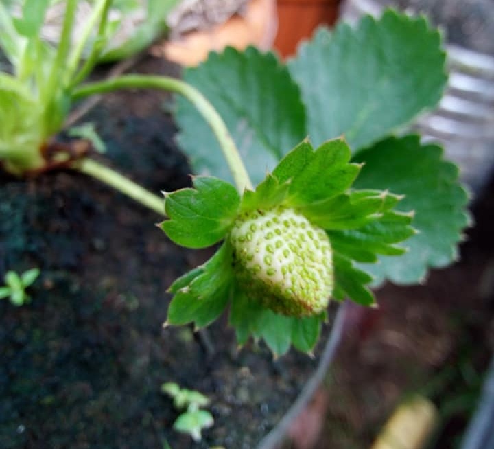 berry.jpg