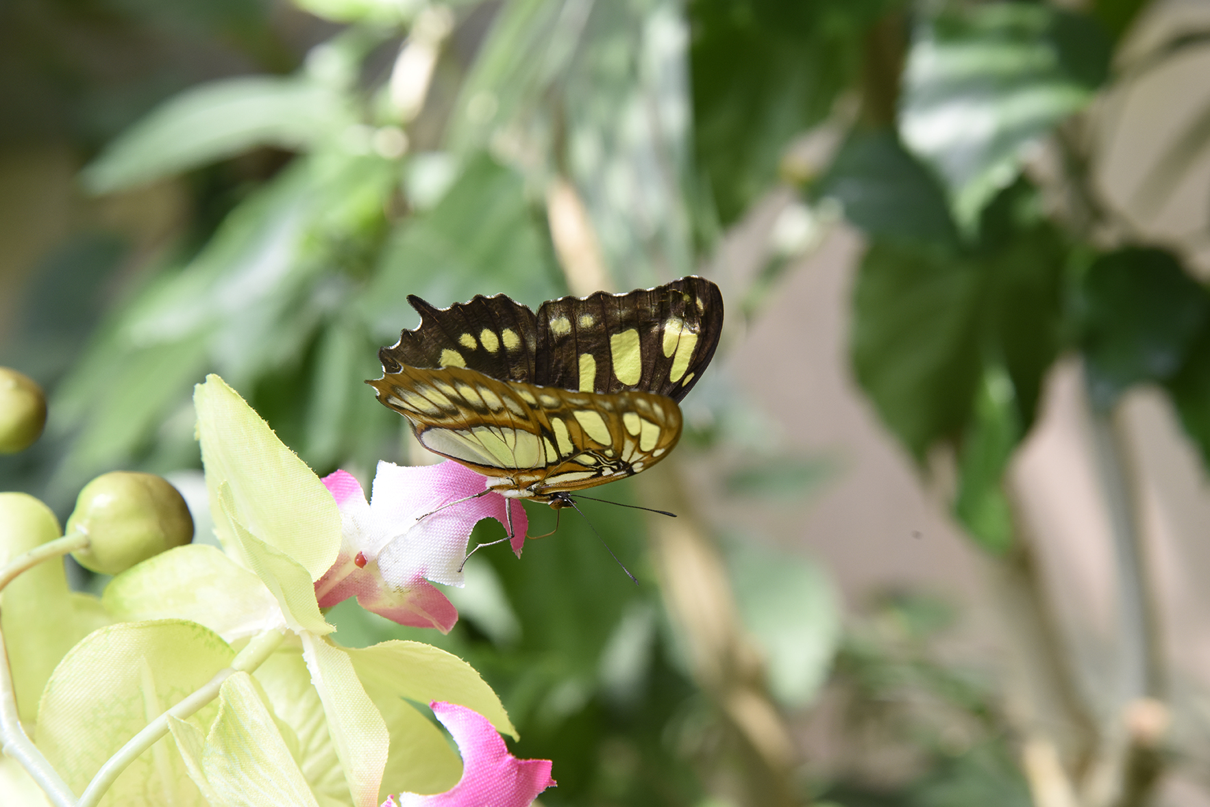 butterfly-8.JPG