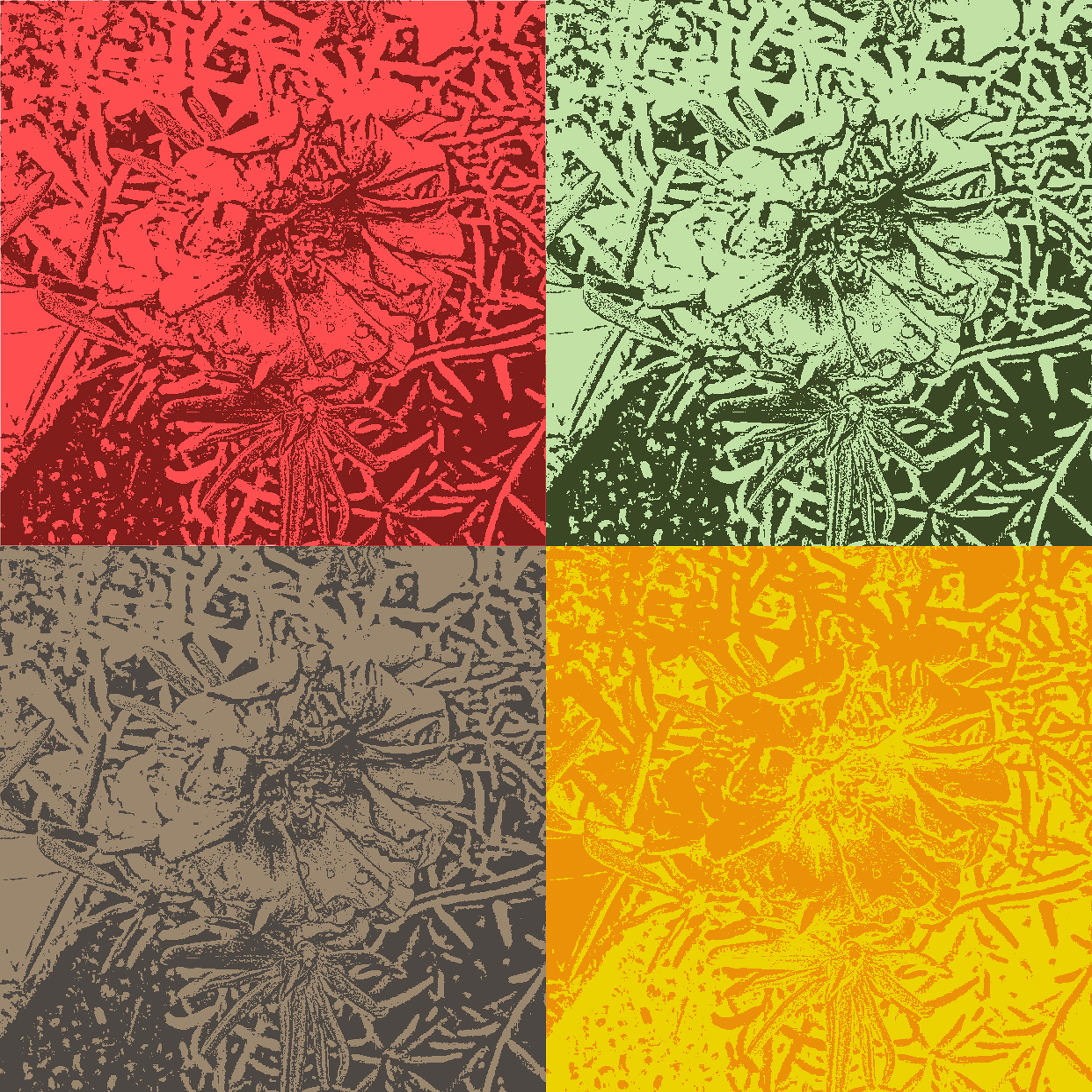 main_image