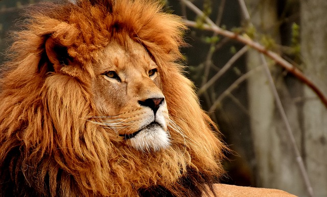 lion-3372731_640.jpg