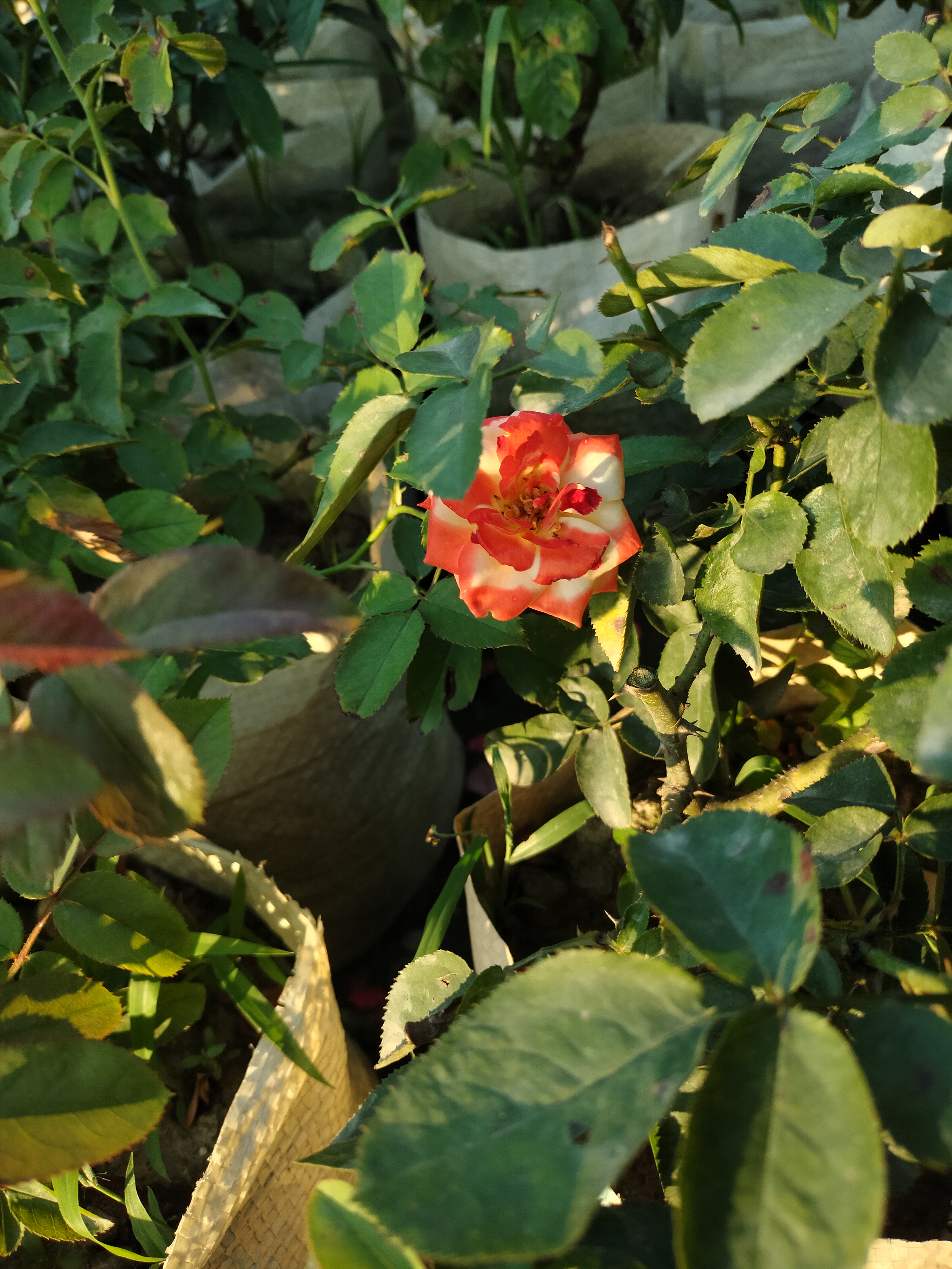 IMG20221031163138.jpg