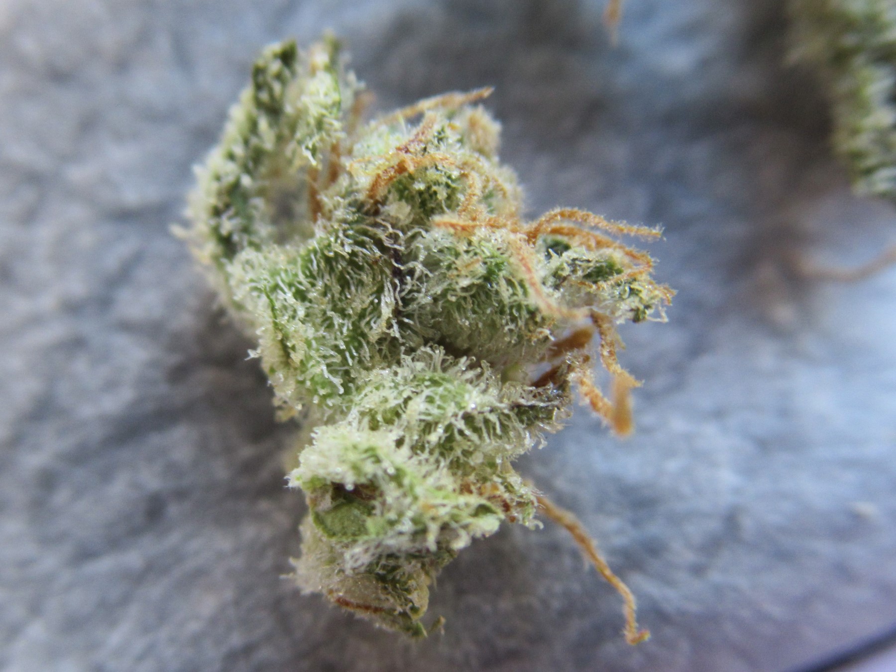 microsplittopnug.jpg