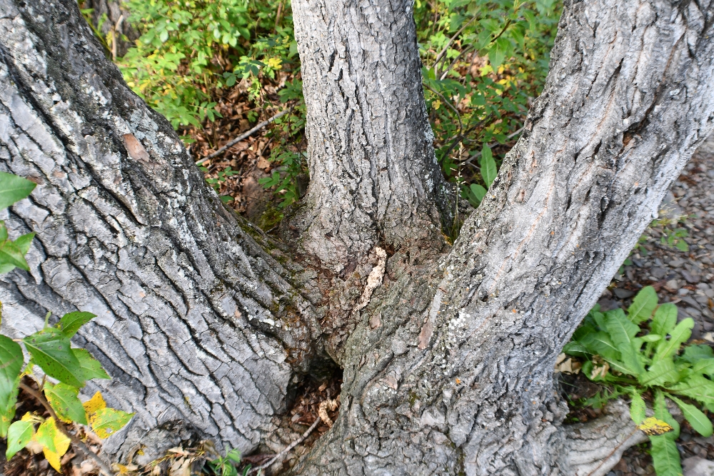 067 tri fork tree tuesday.jpg