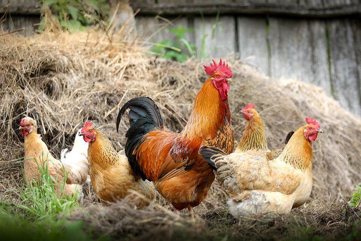 chickens-2522623__480.jpg