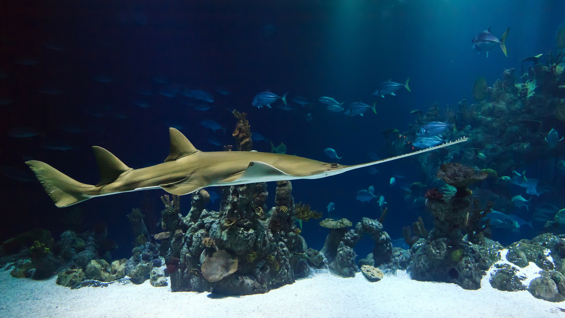 animal-21731_1920.jpg