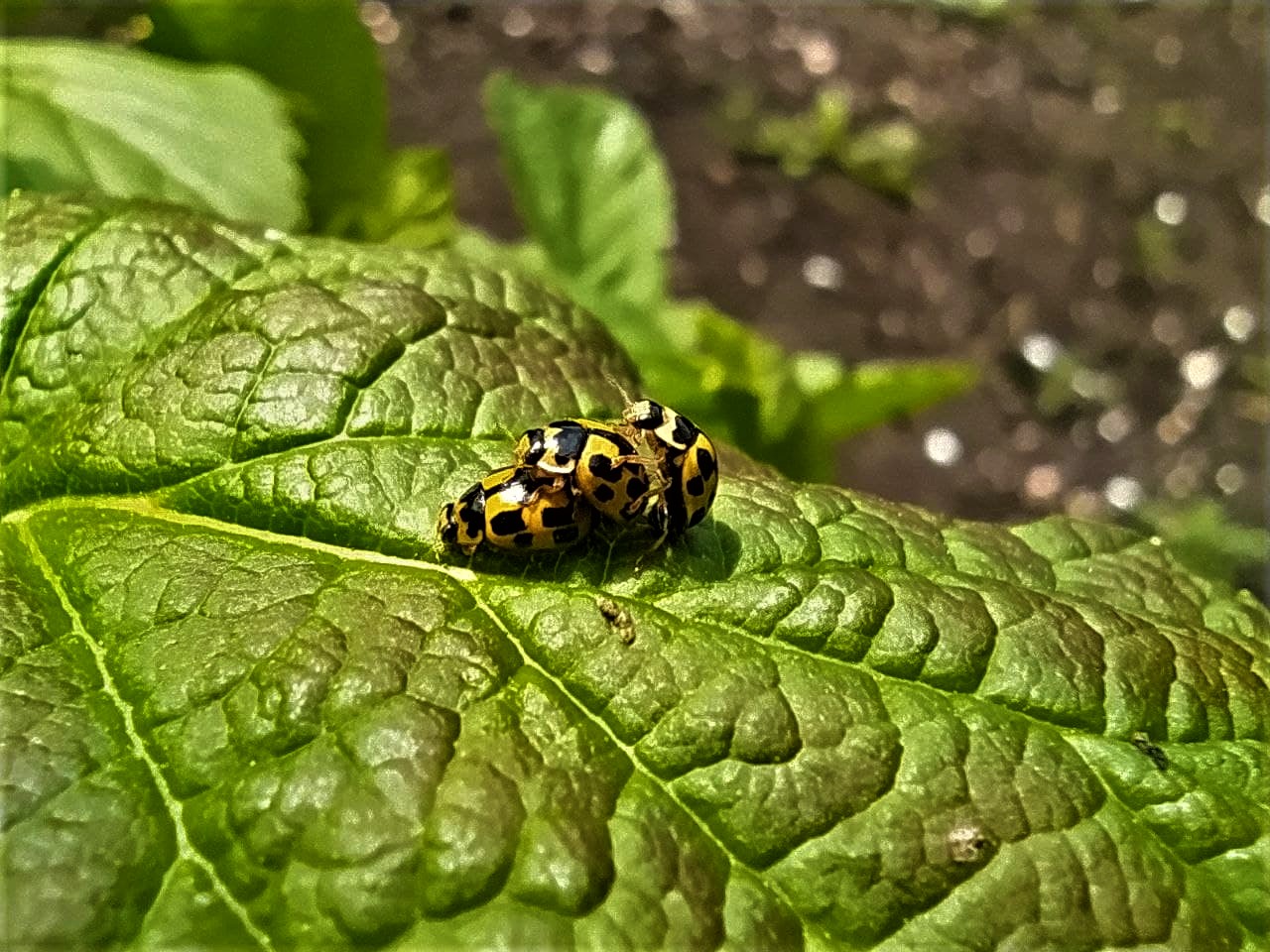 photo_2021-05-28_12-17-22 (6).jpg