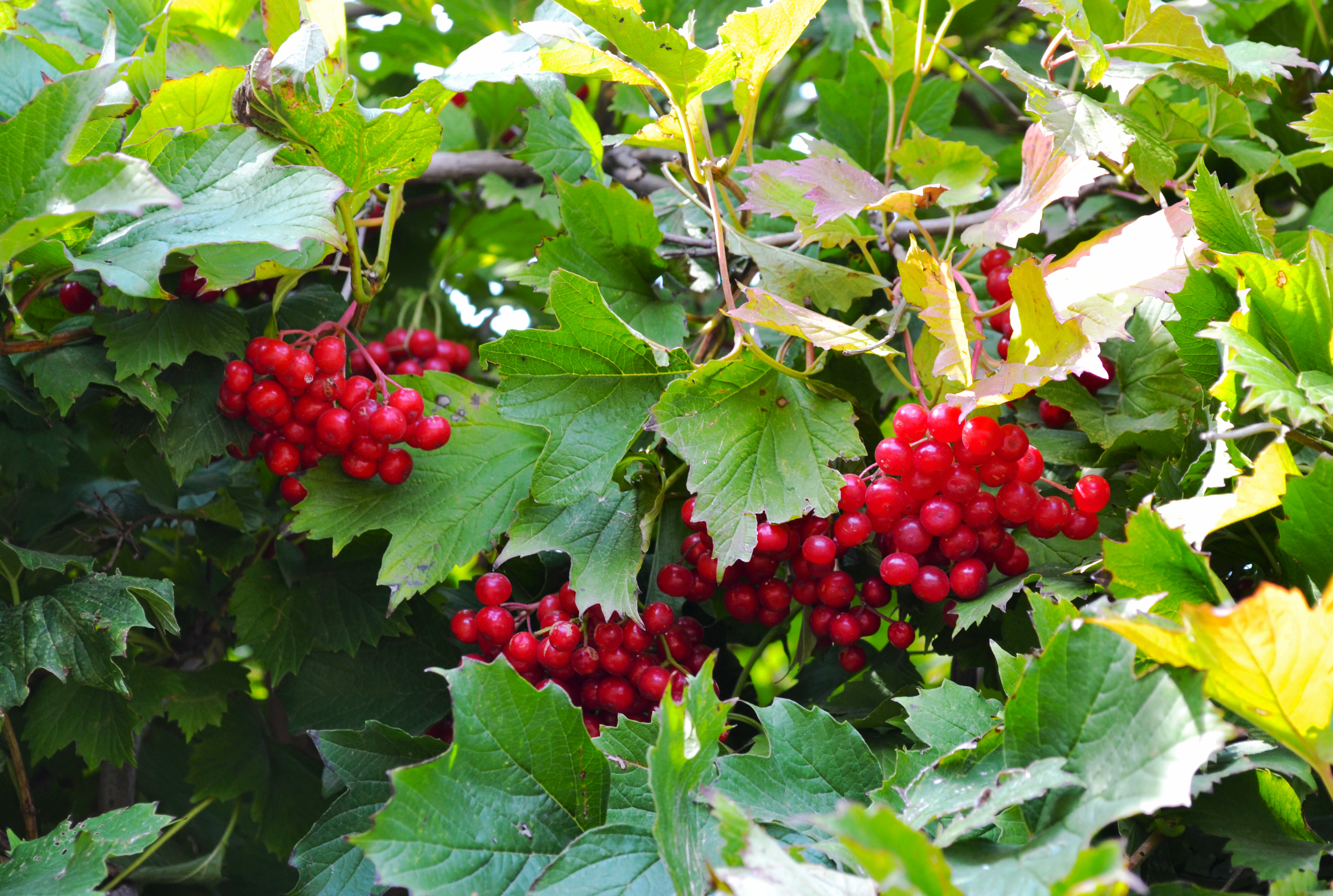 Калина красная листья фото ColorChallenge - Monday Red - Red viburnum - Steemit