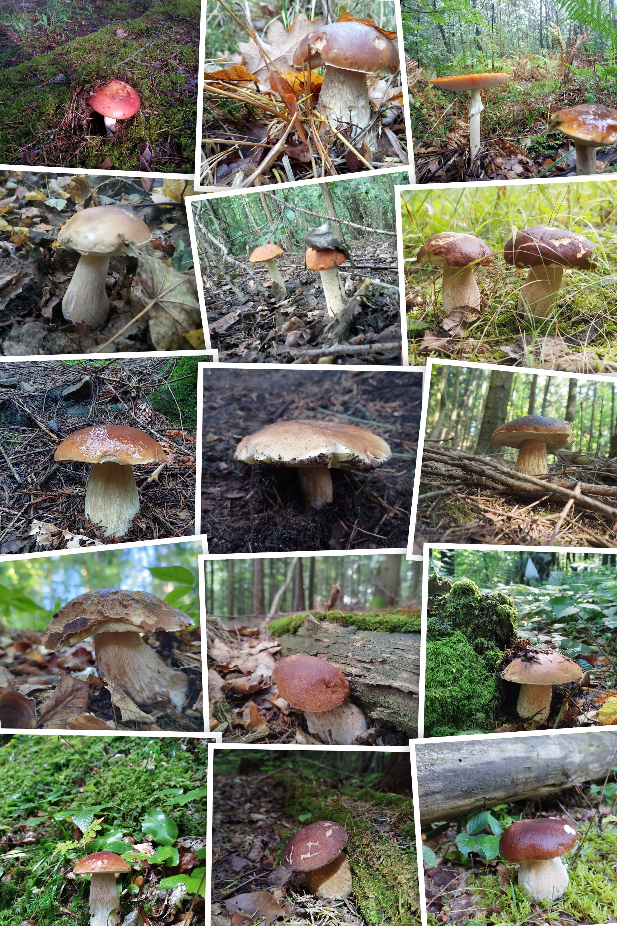 P60818-081537-COLLAGE.jpg