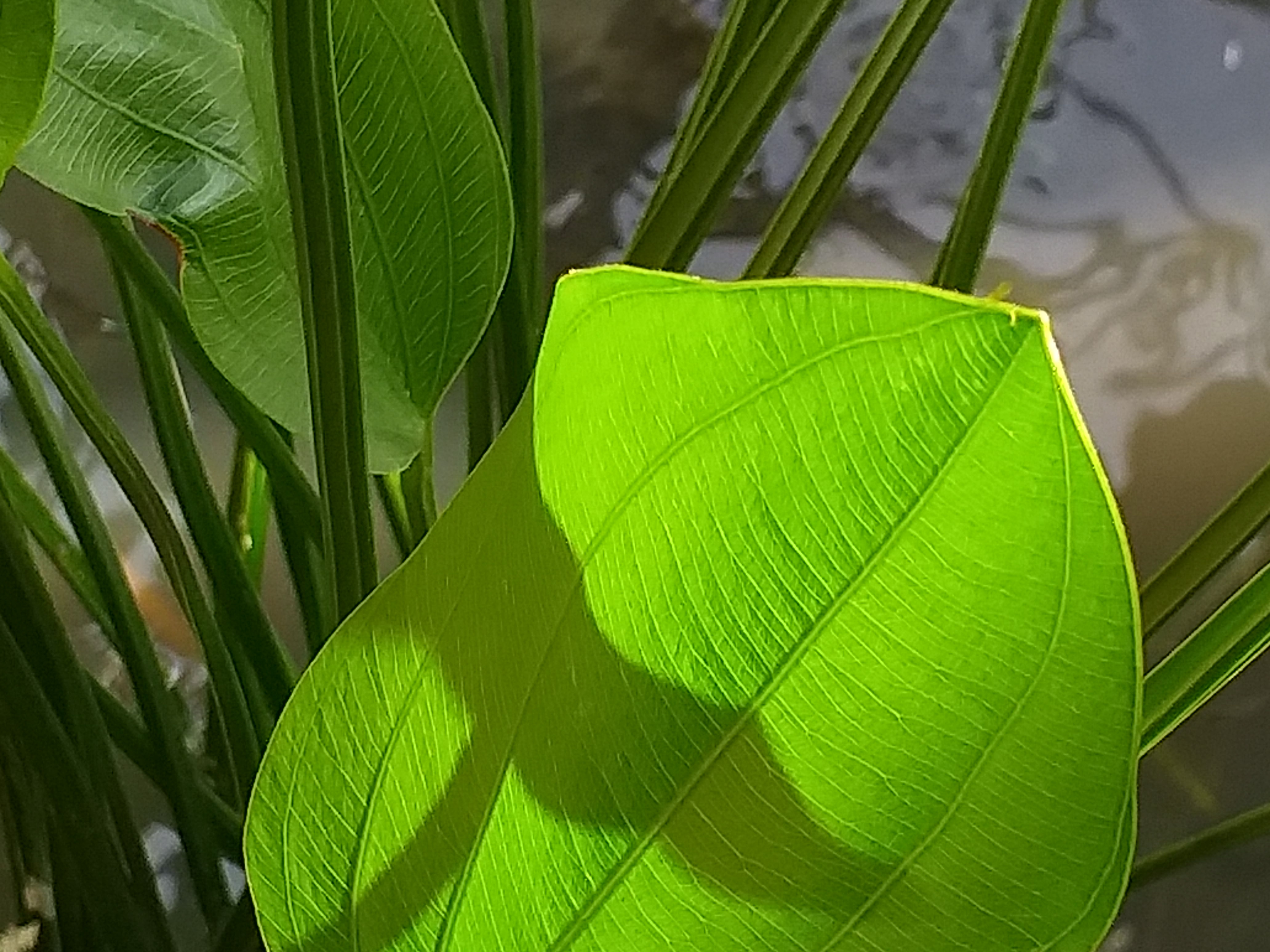 my garden34.jpg
